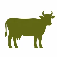 10,000+ Cows Rescued & Sheltered