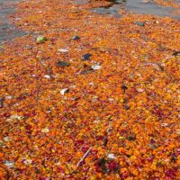 River & Temple-Zone Cleanup Flowers offered by Hindu devotees float at at "Sangam," the meeting point of Indian holy rivers of Ganges and Yamuna on the occasion of "Paush Purnima," auspicious according to Hindu calendars, during the Maha Kumbh festival in Allahabad, India, Sunday, Jan. 27, 2013. Hundreds of thousands of Hindu pilgrims are expected to take a ritual dip at Sangam on Sunday. Millions of Hindu pilgrims are likely to attend the Maha Kumbh festival, which is one of the world's largest religious gatherings that lasts 55 days and falls every 12 years. (AP Photo/Rajesh Kumar Singh)
