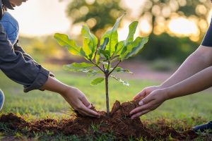 Tree planting